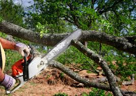 Best Emergency Tree Removal  in Waco, TX