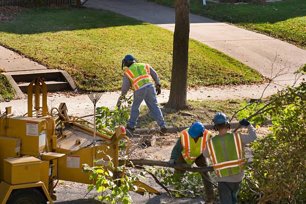 Best Lawn Renovation and Restoration  in Waco, TX