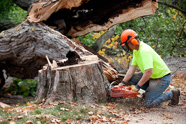 Best Tree Trimming and Pruning  in Waco, TX