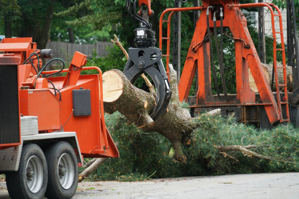 Best Palm Tree Trimming  in Waco, TX