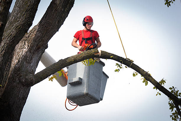 Best Tree Preservation Services  in Waco, TX