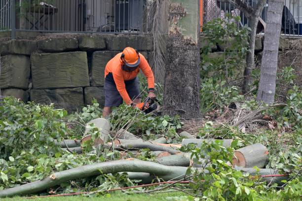 Best Tree Maintenance Programs  in Waco, TX