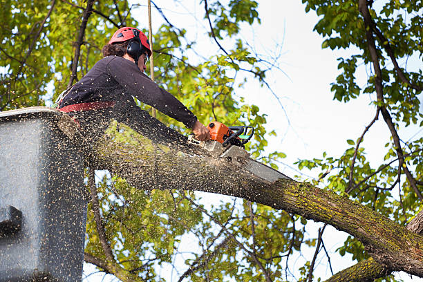 Best Fruit Tree Pruning  in Waco, TX