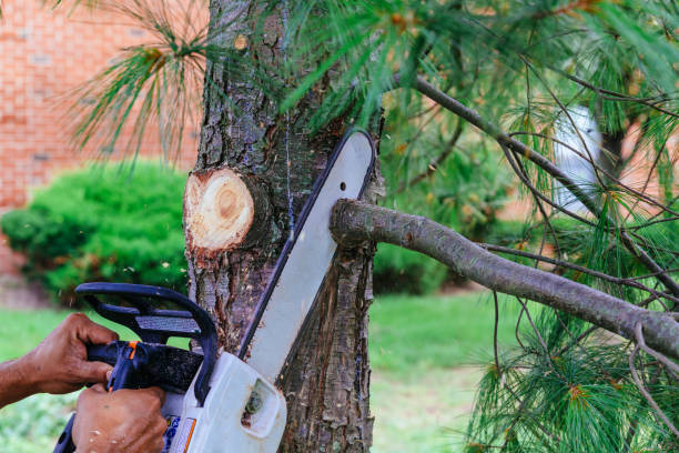 How Our Tree Care Process Works  in  Waco, TX